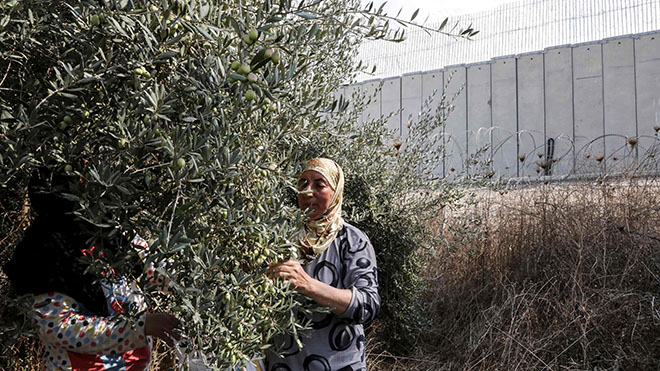 يحصد الفلسطينيون الزيتون من أراضيهم التي تقع حاليًا على الجانب الإسرائيلي من الجدار الفاصل